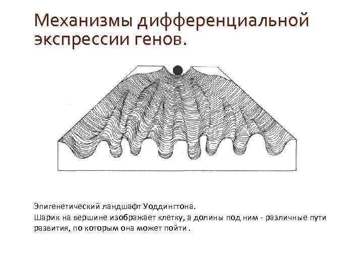 Эпигенетический ландшафт уоддингтона рисунок