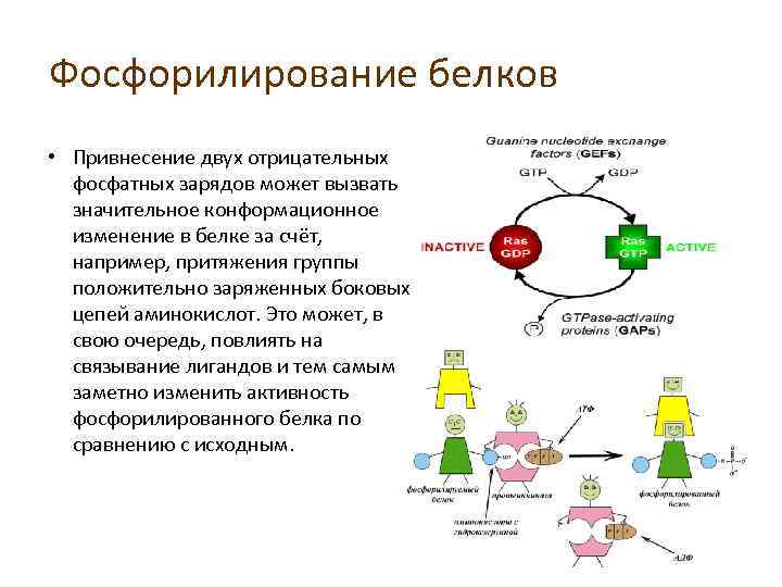 Фосфорилирование белков • Привнесение двух отрицательных фосфатных зарядов может вызвать значительное конформационное изменение в