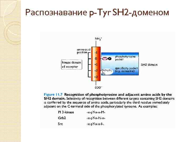 Распознавание p-Tyr SH 2 -доменом 