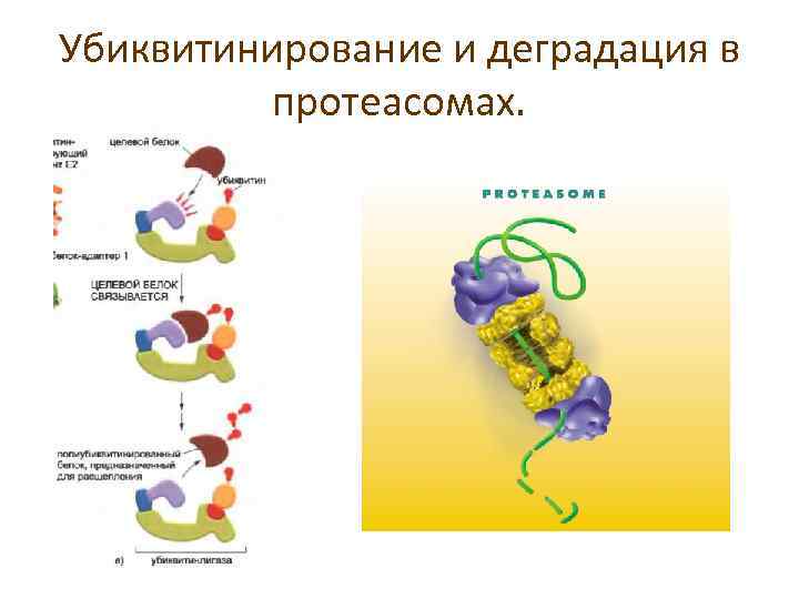 Убиквитинирование и деградация в протеасомах. 