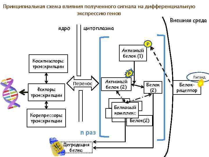 Дифференциальная активность гена. Концепция дифференциальной экспрессии генов. Дифференциальная Экспрессия Гена. Влияние схема.