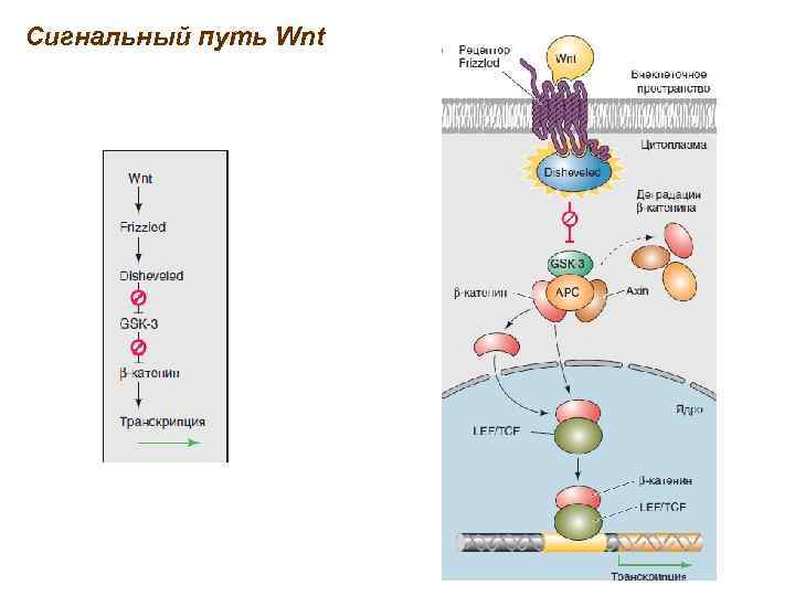 Сигнальный путь Wnt 