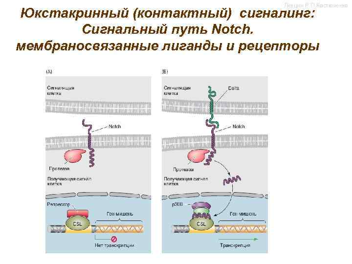 Лекции Р. П. Костюченко Юкстакринный (контактный) сигналинг: Сигнальный путь Notch. мембраносвязанные лиганды и рецепторы