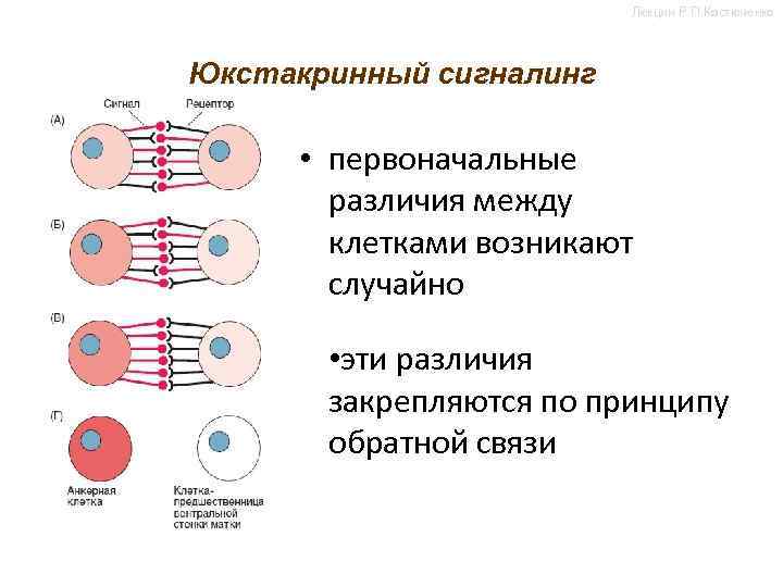 Лекции Р. П. Костюченко Юкстакринный сигналинг • первоначальные различия между клетками возникают случайно •