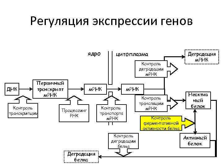 Дифференциальная активность гена. Дифференциальная Экспрессия генов. Концепция дифференциальной экспрессии генов. Дифференциально экспрессируемые гены.