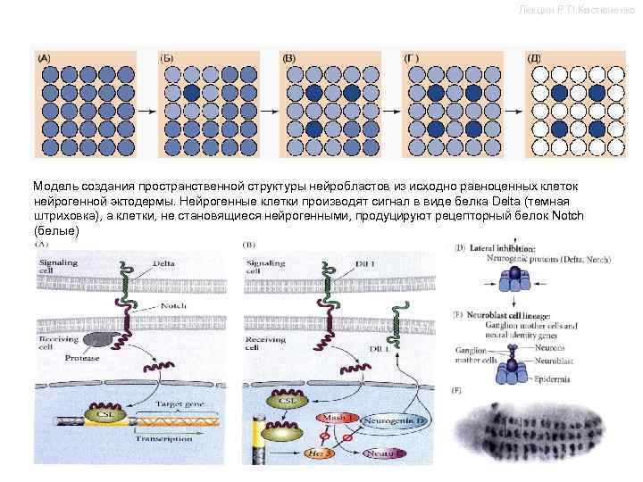 Лекции Р. П. Костюченко Модель создания пространственной структуры нейробластов из исходно равноценных клеток нейрогенной