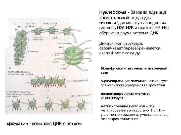 Нуклеосома - базовая единица хроматиновой структуры гистоны (две молекулы каждого из гистонов H 2