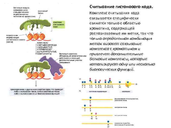 Считывание гистонового кода. Комплекс считывания кода связывается специфически свяжется только с областью хроматина, содержащей