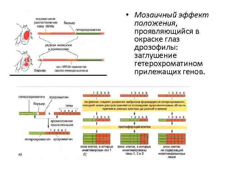 Эффект положения генов