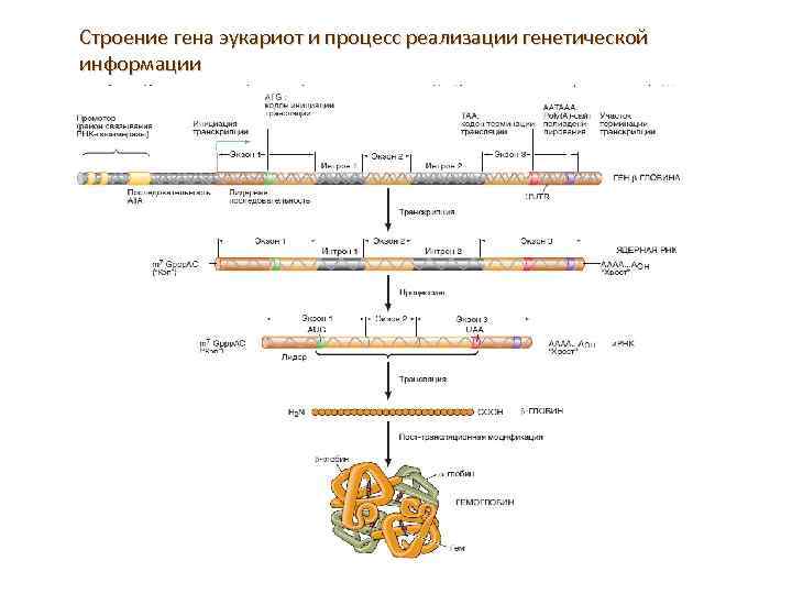 Строение гена эукариот и процесс реализации генетической информации 