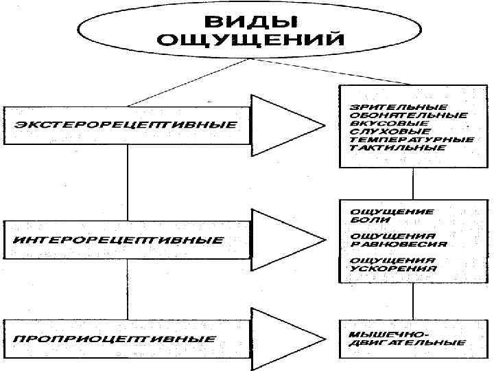 Познавательные процессы нарисовать схему