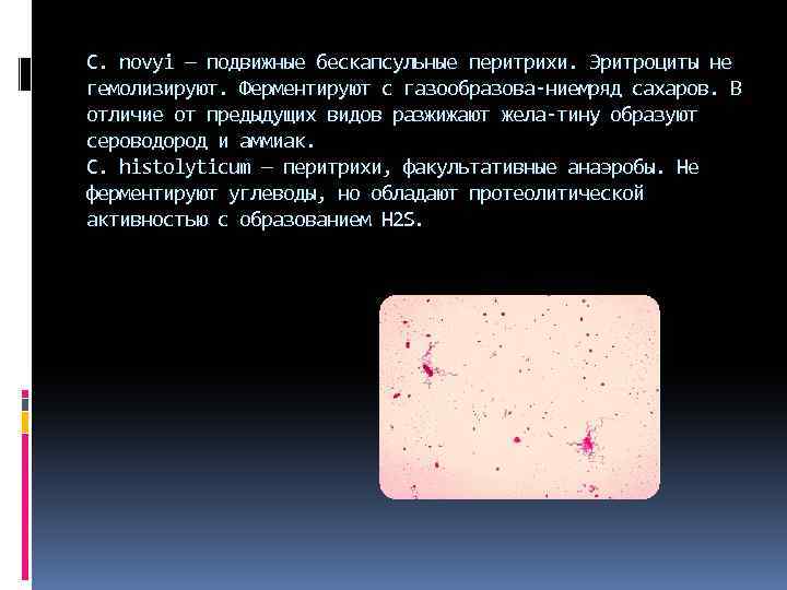 С. novyi — подвижные бескапсульные перитрихи. Эритроциты не гемолизируют. Ферментируют с газообразова нием яд