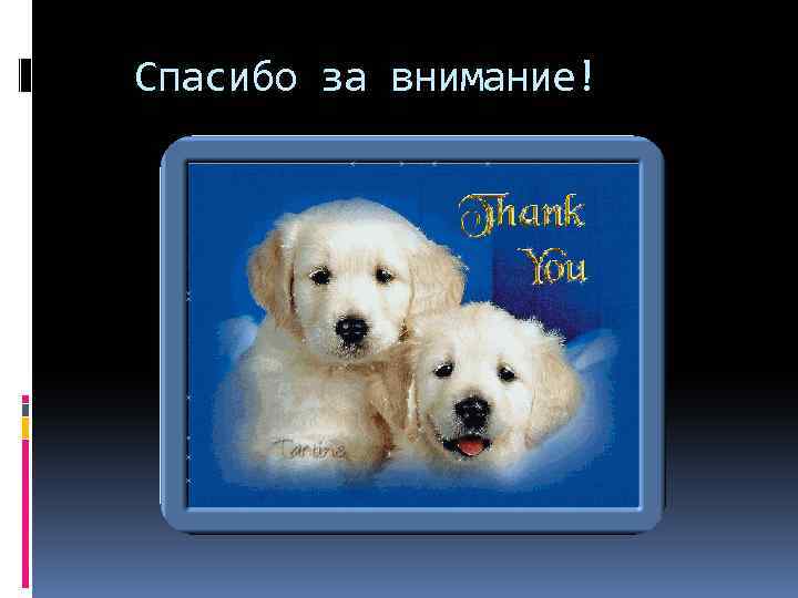  Спасибо за внимание! 