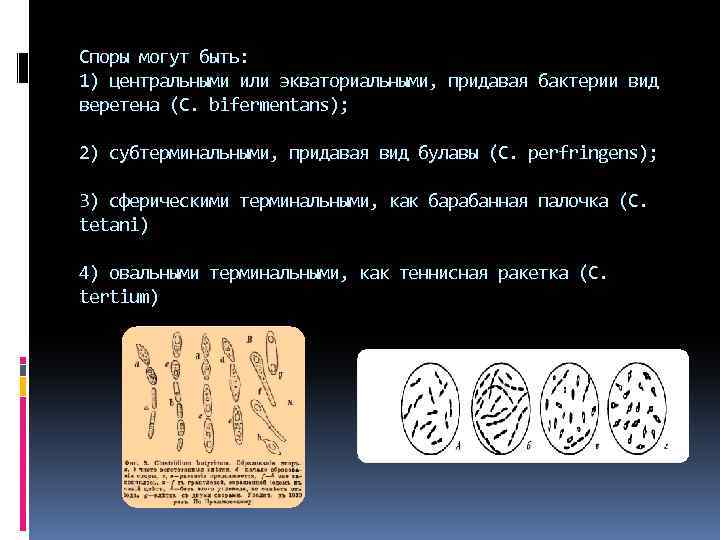 Споры могут быть: 1) центральными или экваториальными, придавая бактерии вид веретена (C. bifermentans); 2)