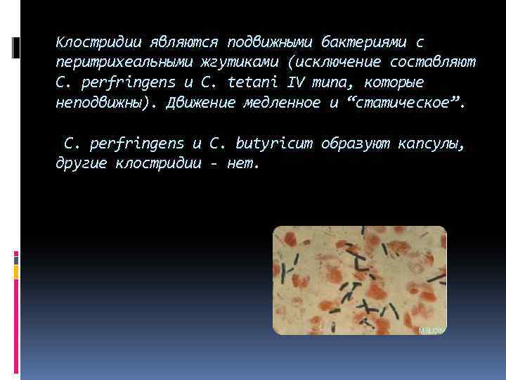 Клостридии являются подвижными бактериями с перитрихеальными жгутиками (исключение составляют C. perfringens и C. tetani