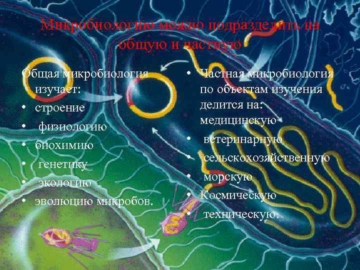 Микробиологию можно подразделить на общую и частную Общая микробиология изучает: • строение • физиологию