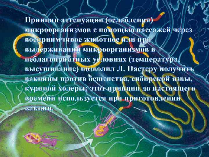 Принцип аттенуации (ослабления) микроорганизмов с помощью пассажей через восприимчивое животное или при выдерживании микроорганизмов