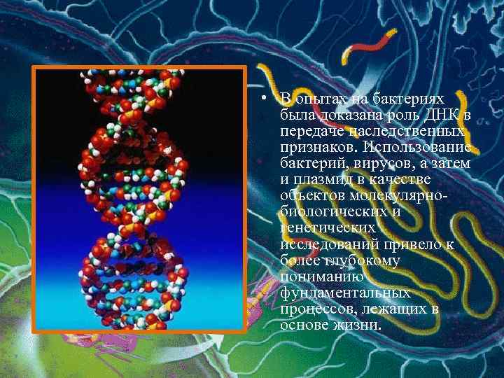  • В опытах на бактериях была доказана роль ДНК в передаче наследственных признаков.