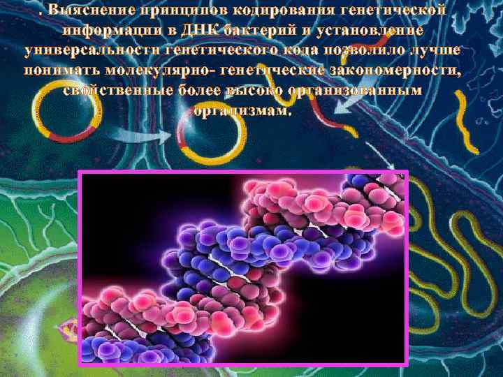 . Выяснение принципов кодирования генетической информации в ДНК бактерий и установление универсальности генетического кода