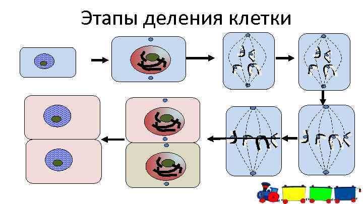 Этапы деления клетки 