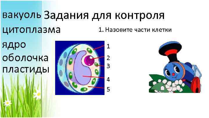 вакуоль Задания для контроля 1. Назовите части клетки цитоплазма ядро 1 2 оболочка 3