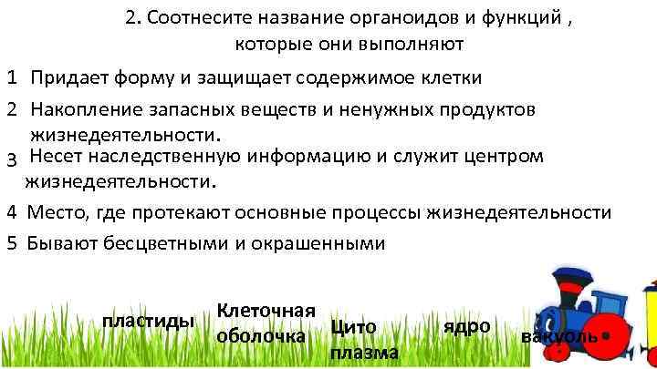 2. Соотнесите название органоидов и функций , которые они выполняют 1 Придает форму и