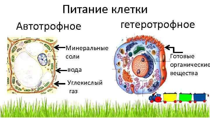 Питание клетки Автотрофное Минеральные соли вода Углекислый газ гетеротрофное Готовые органические вещества 