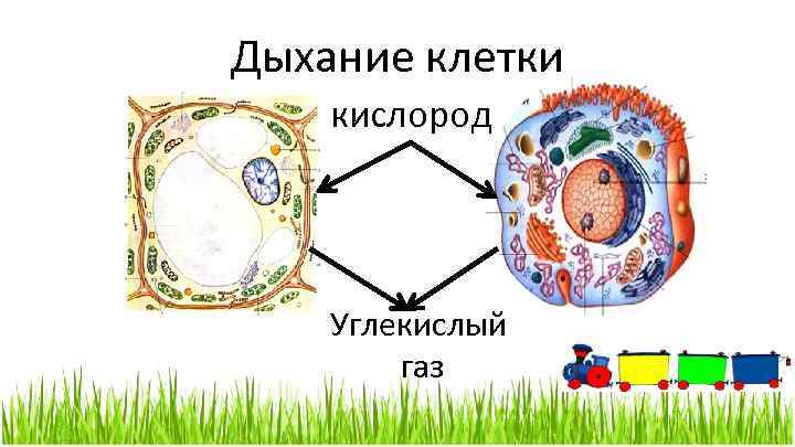 Дыхание клетки кислород Углекислый газ 