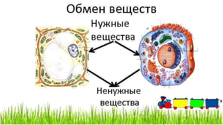 Обмен веществ Нужные вещества Ненужные вещества 