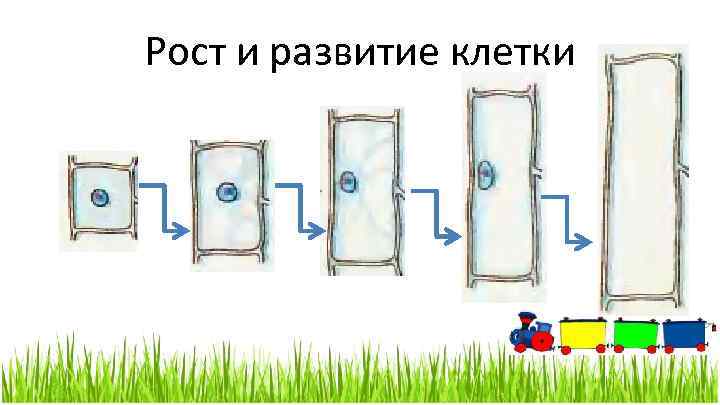 Рост и развитие клетки 