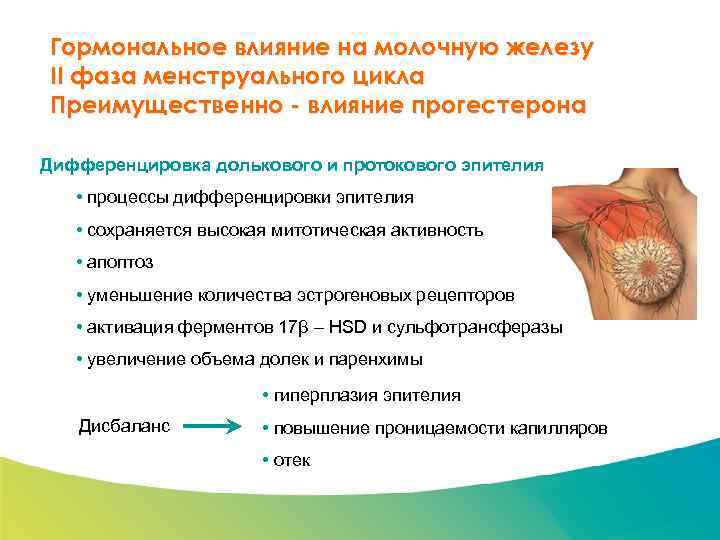 Специализированный семинар Гормональное влияние на молочную железу II фаза менструального цикла Преимущественно - влияние