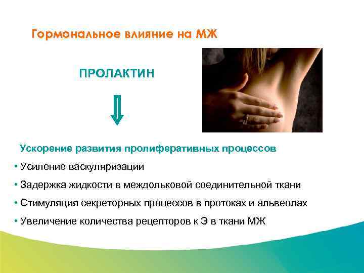 Специализированный семинар Гормональное влияние на МЖ ПРОЛАКТИН Ускорение развития пролиферативных процессов • Усиление васкуляризации