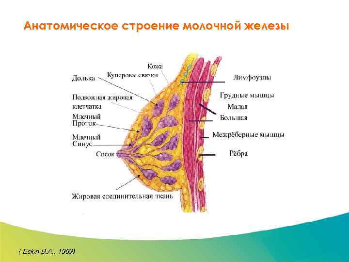 Специализированный семинар Анатомическое строение молочной железы ( Eskin В. А. , 1999) 