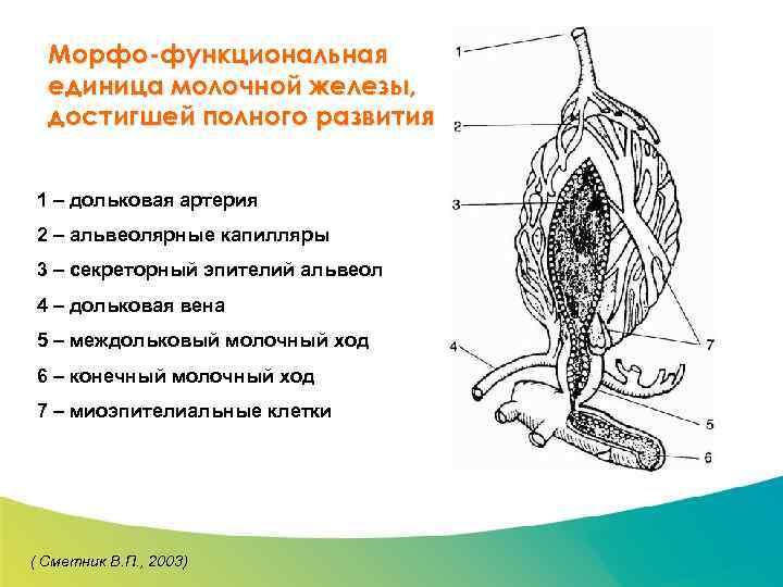 Специализированный семинар Морфо-функциональная единица молочной железы, достигшей полного развития 1 – дольковая артерия 2