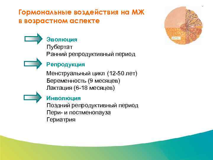 Специализированный семинар Гормональные воздействия на МЖ в возрастном аспекте Эволюция Пубертат Ранний репродуктивный период