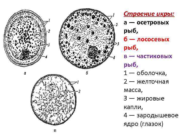 в Строение икры: а — осетровых рыб, б — лососевых рыб, в — частиковых