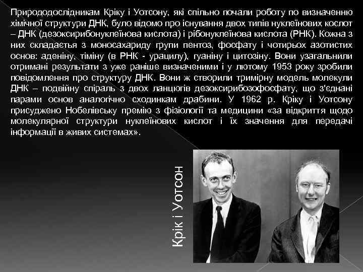 Крік і Уотсон Природодослідникам Кріку і Уотсону, які спільно почали роботу по визначенню хімічної