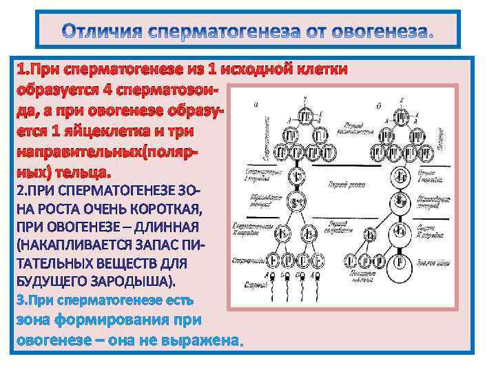 Сперматогенез и оогенез схема