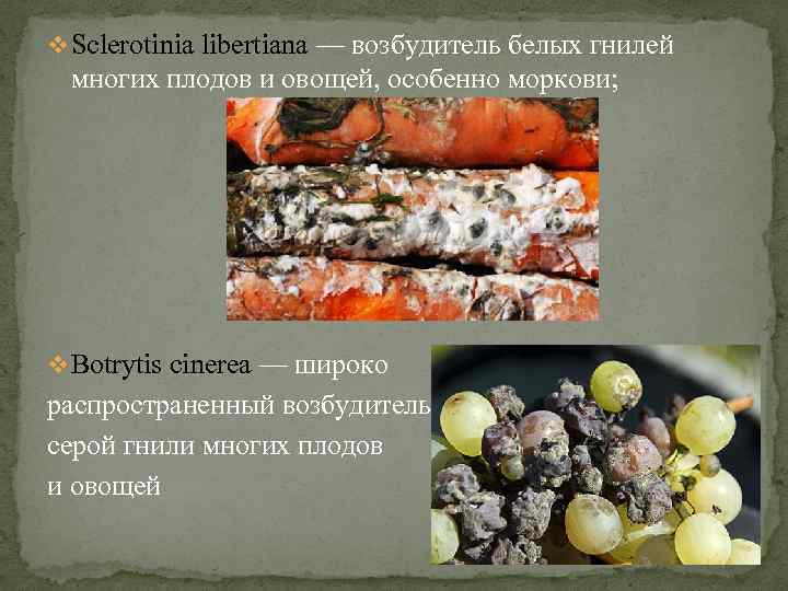 v Sclerotinia libertiana — возбудитель белых гнилей многих плодов и овощей, особенно моркови; v