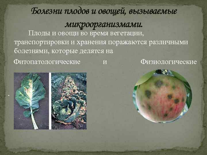Болезни плодов и овощей, вызываемые микроорганизмами. Плоды и овощи во время вегетации, транспортировки и