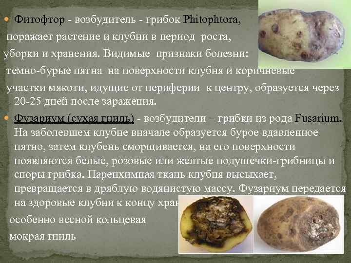  Фитофтор возбудитель грибок Phitophtora, поражает растение и клубни в период роста, уборки и