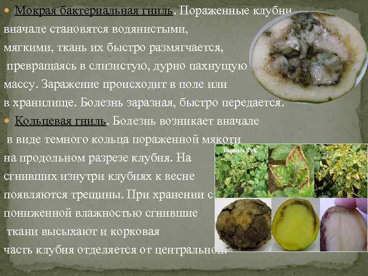  Мокрая бактериальная гниль. Пораженные клубни вначале становятся водянистыми, мягкими, ткань их быстро размягчается,