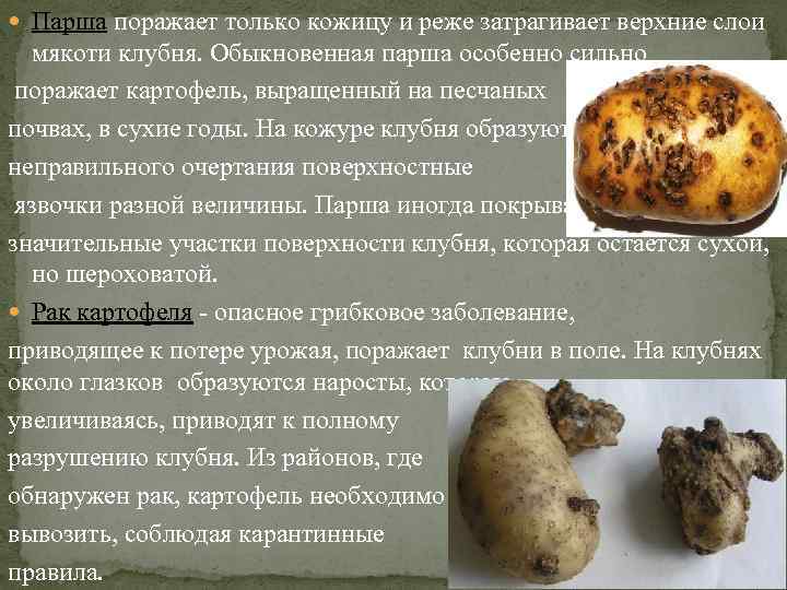  Парша поражает только кожицу и реже затрагивает верхние слои мякоти клубня. Обыкновенная парша