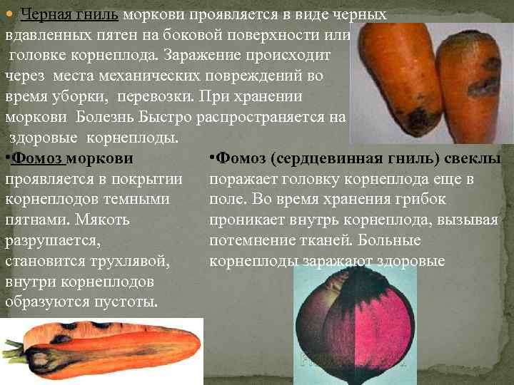  Черная гниль моркови проявляется в виде черных вдавленных пятен на боковой поверхности или