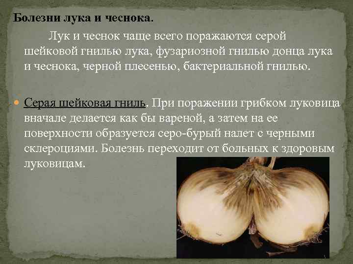 Болезни лука и чеснока. Лук и чеснок чаще всего поражаются серой шейковой гнилью лука,