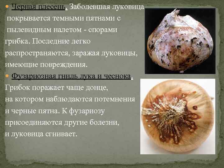  Черная плесень. Заболевшая луковица покрывается темными пятнами с пылевидным налетом спорами грибка. Последние