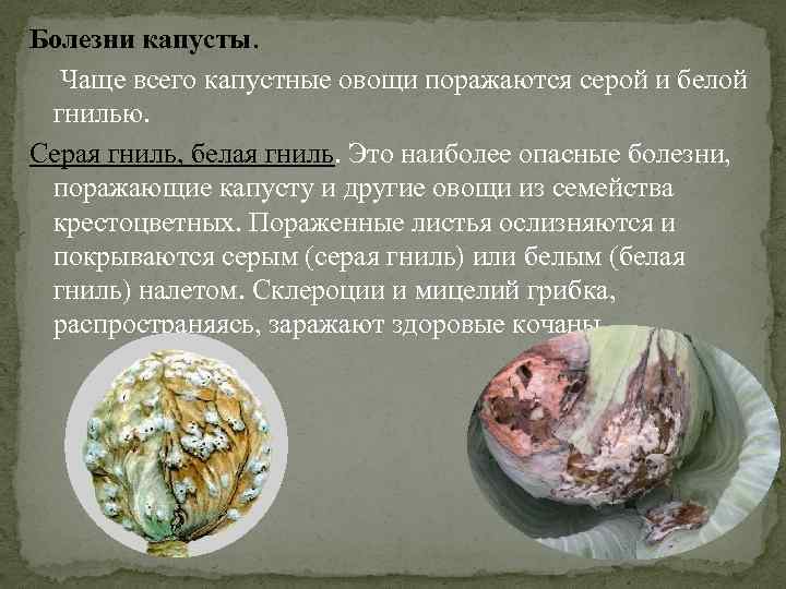 Болезни капусты. Чаще всего капустные овощи поражаются серой и белой гнилью. Серая гниль, белая