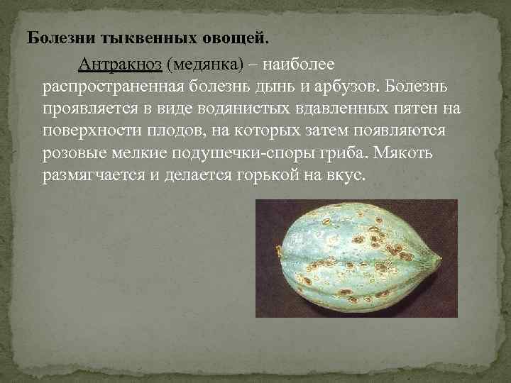 Болезни тыквенных овощей. Антракноз (медянка) – наиболее распространенная болезнь дынь и арбузов. Болезнь проявляется