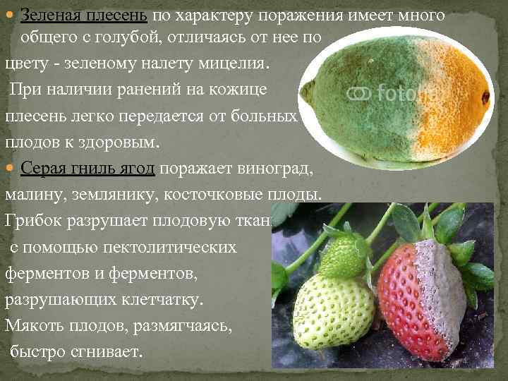  Зеленая плесень по характеру поражения имеет много общего с голубой, отличаясь от нее