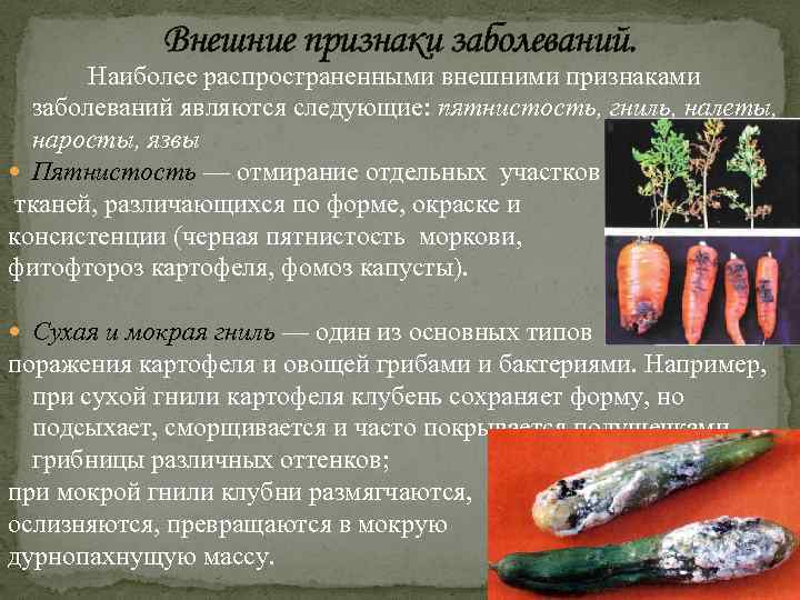 Внешние признаки заболеваний. Наиболее распространенными внешними признаками заболеваний являются следующие: пятнистость, гниль, налеты, наросты,